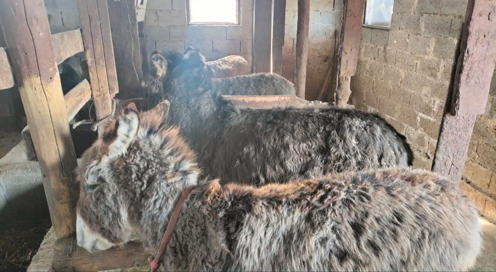 продою ишак цена договорный