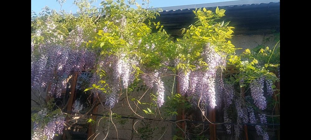 Глициния китайская (не укрывная)