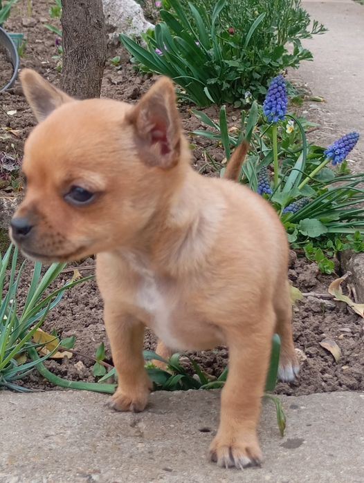 Свободен  женски чихуу пинчер