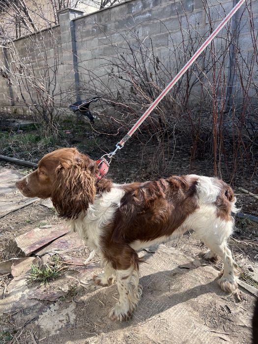 Руский охотничий спаниель