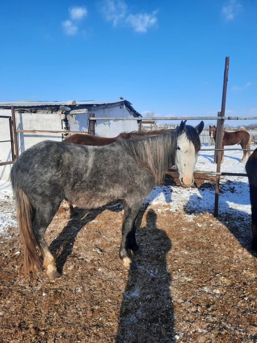 Кобылы продаются