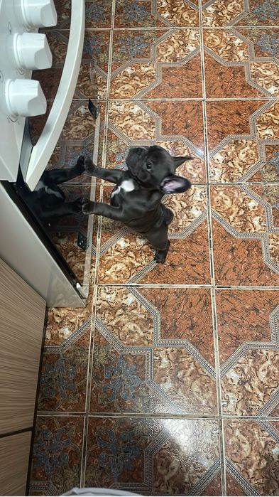 Vand bulldog francez blue - femelă