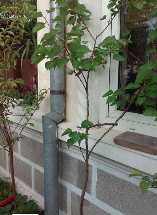 Pomi Fructiferi la ghiveci Prun/Par/Cais/Piersic/Nectarin/Cireș pe rod
