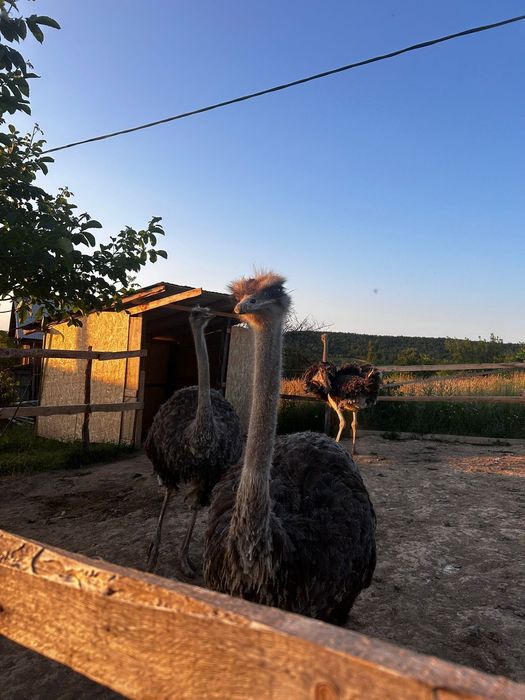 vând familie de struti