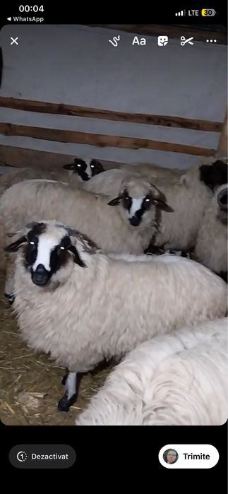 Vand o miala breaza oi