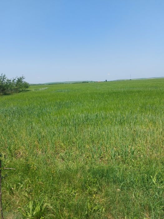 Vând teren intravilan