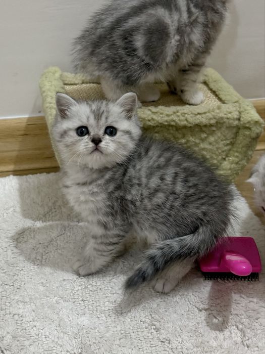 Шотландский котенок