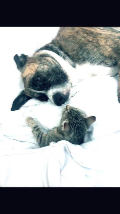 Pet care! Pentru animalele de orice talie!