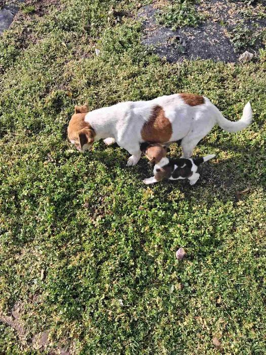 Джак ръсел кученца