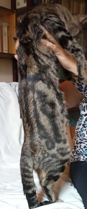 Кот бенгальской породы в добрые руки!