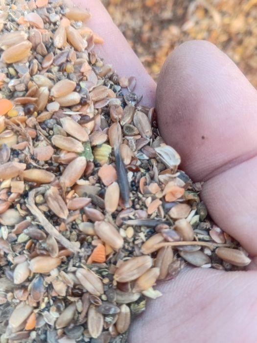 Продам зерноотходы пшеничные и чечевичные