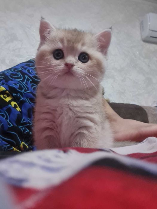 Британская короткошерстная. Котята