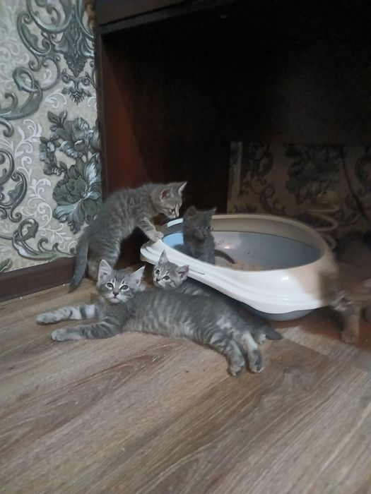 Срочно продаются котята