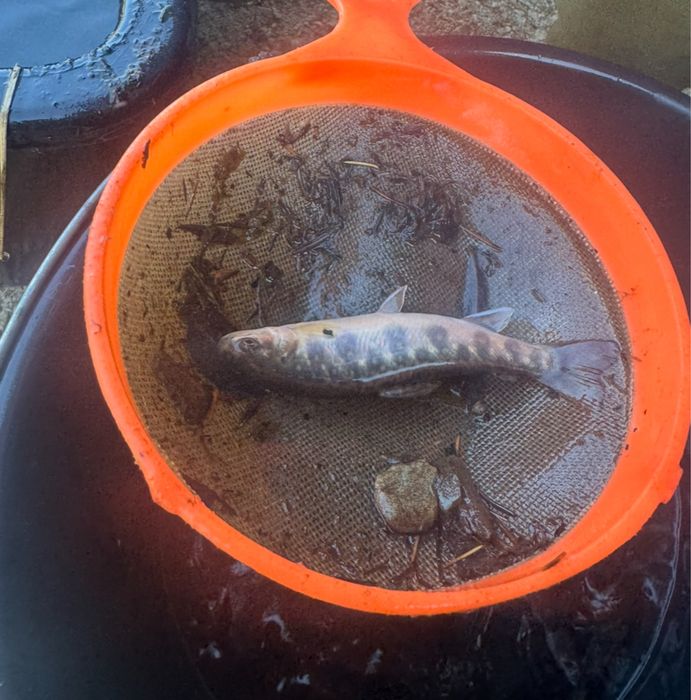 Pastrav fantanel 15-20g bucata