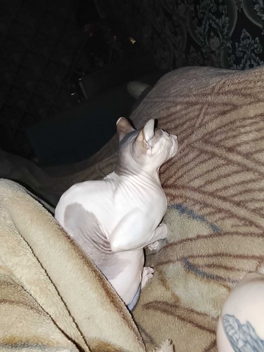 Отдам сфинкса в добрые руки