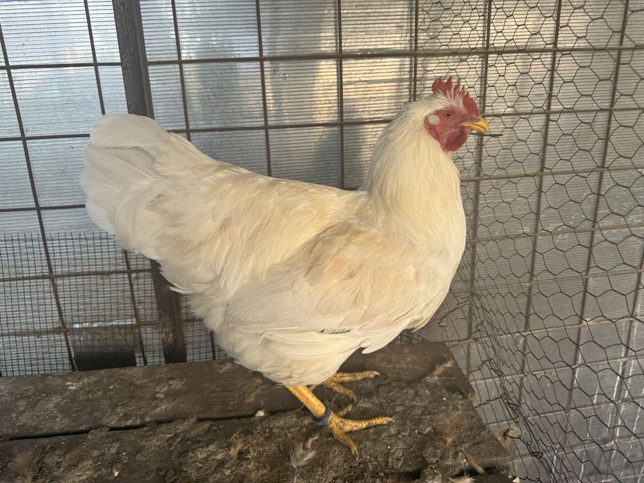 New Hampshire - Playmouth Rock Barat