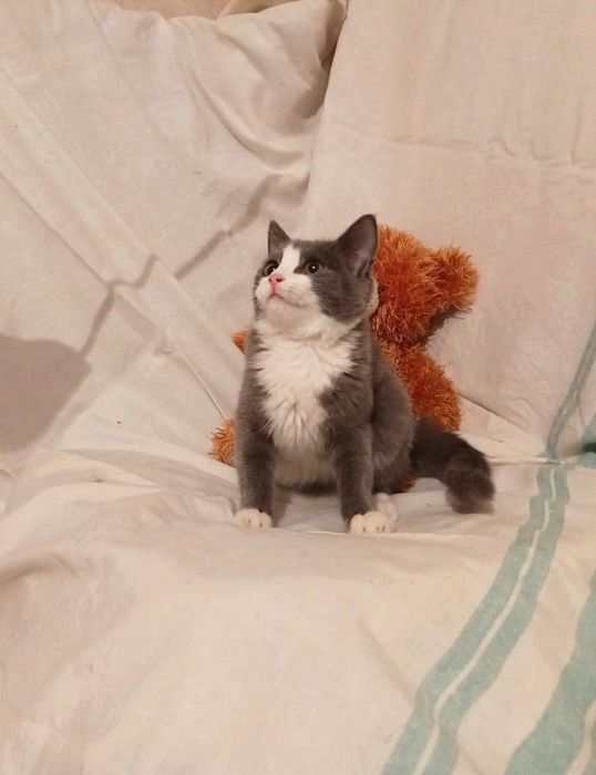 Котенок Граф мальчик 5месяцев