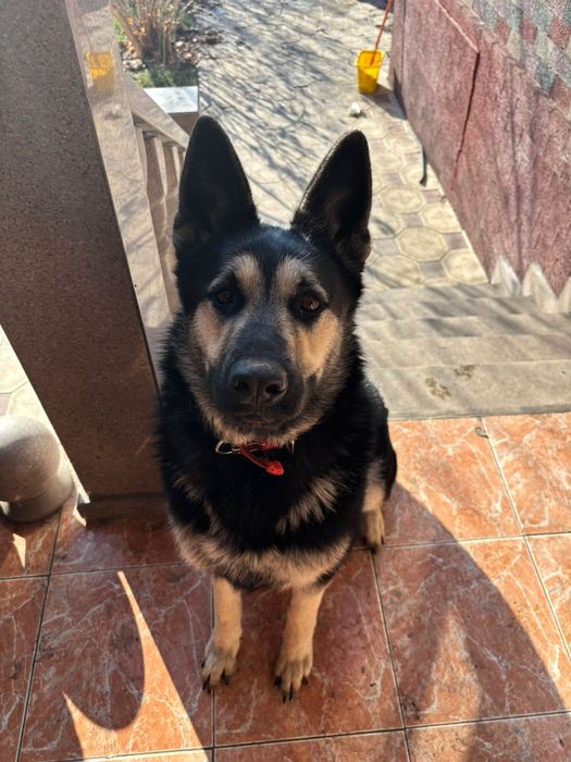 Продам ВЕО девочка