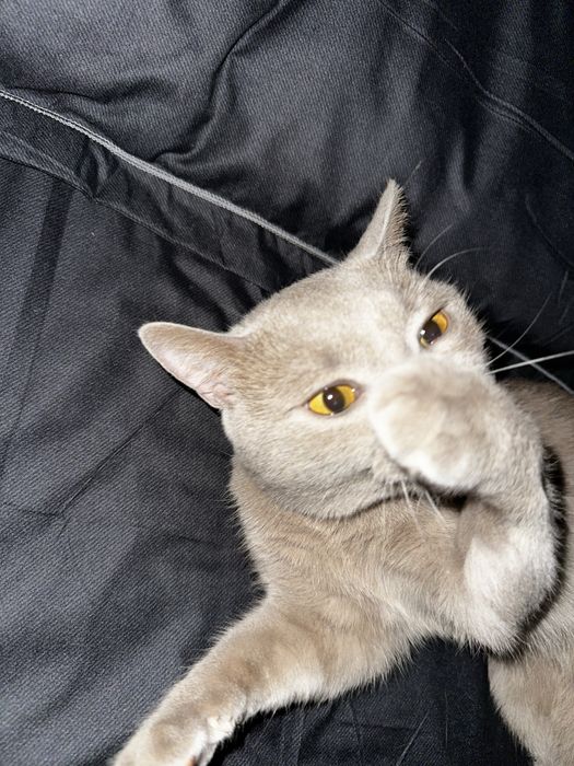 Срочно продам кот