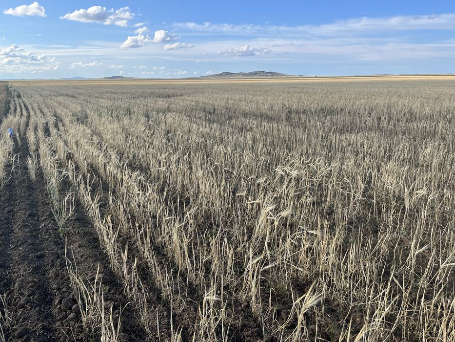 Земли сельхоз назначения