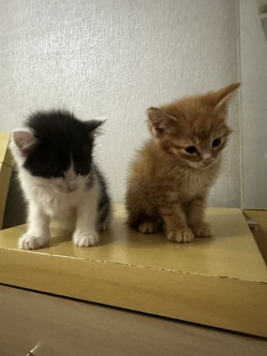 Котята котята котята