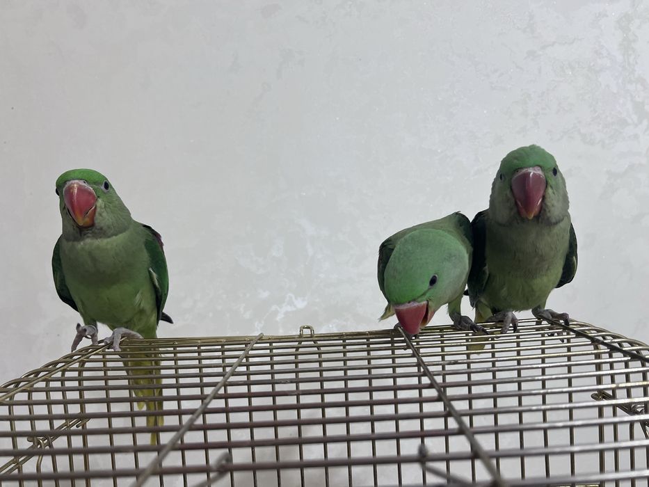 Выкормыши Александрийского попугая
