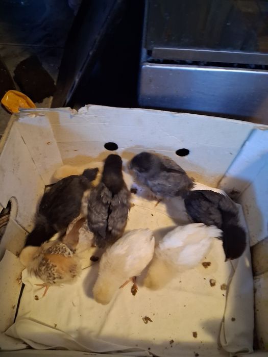Vind bobocii de rată mută și pui mici de casa