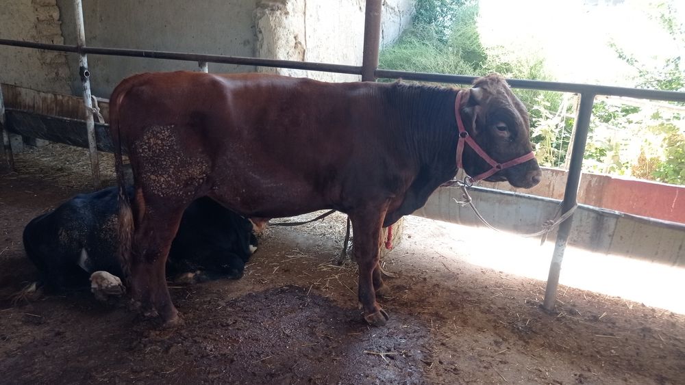 Эстон букача сотилади