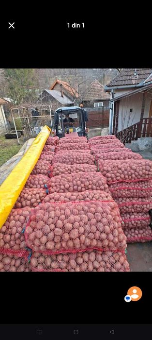 Vând cartofi de sămânță alb și roșu ne puteți găsi în piața la cepele