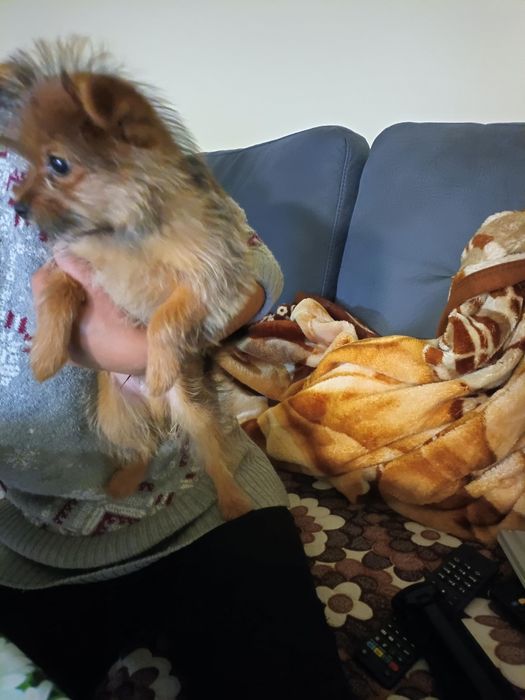 Мъжко куче юрки баща помернг маика юрки