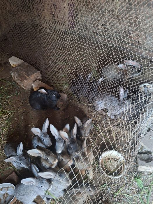 Продам две коровы