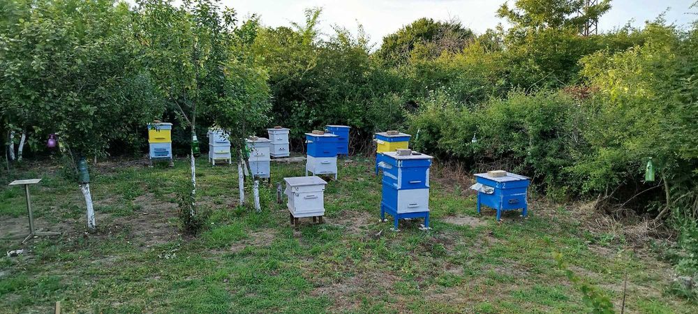 Манов мед пчелен мед