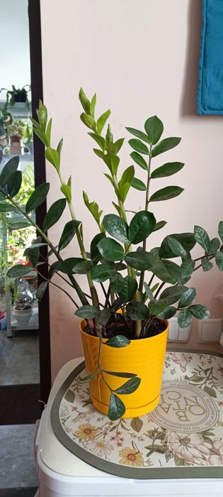 Замиокулькас( долларовое дерево)