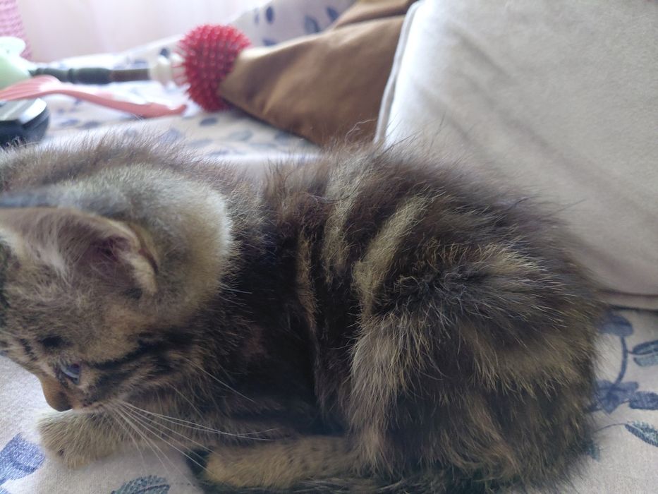 Ищу дом для котёнка