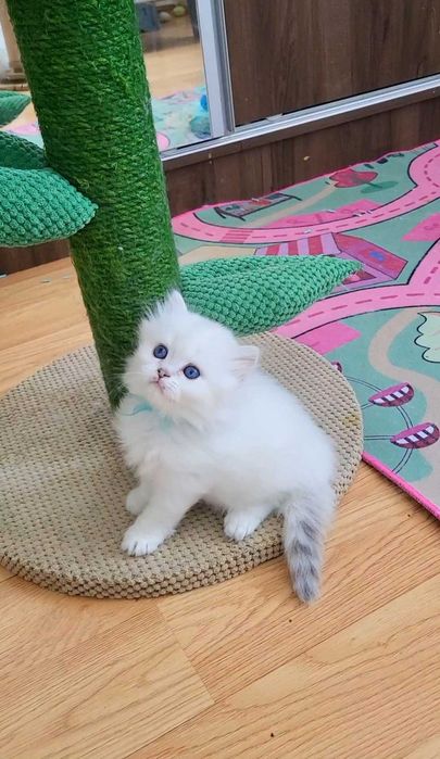 Baiat british longhair alb cu ochi albastri - pedigree