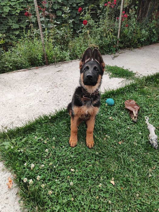 Щенки овчарки продается