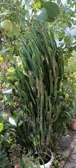 Молочай треугольный