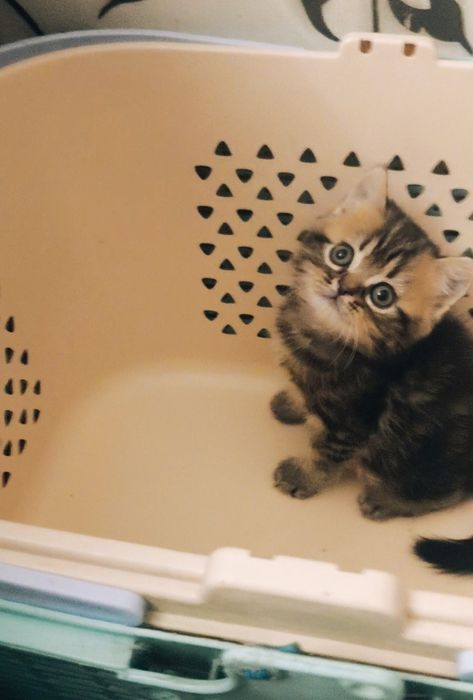 Британский мальчик из ПрофПитомника