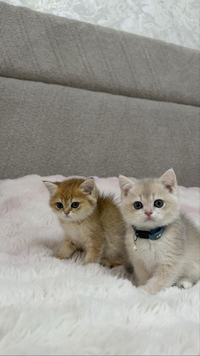 На продаже элитные котятки