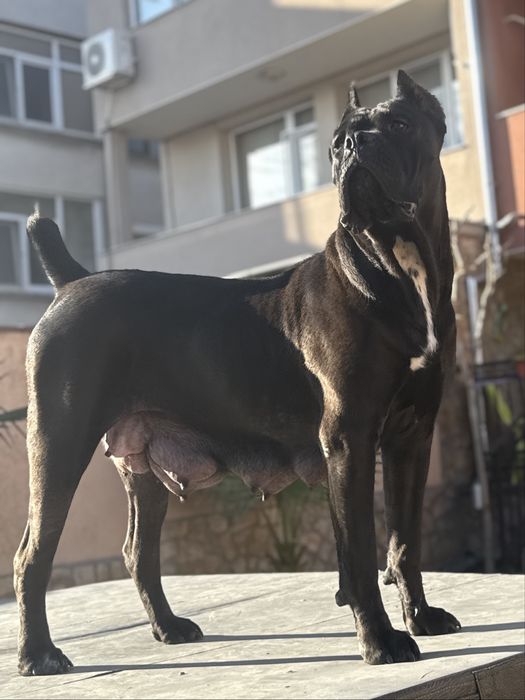 Кученца кане корсо италяно, от чистокръвни родословни родители,шоу кла