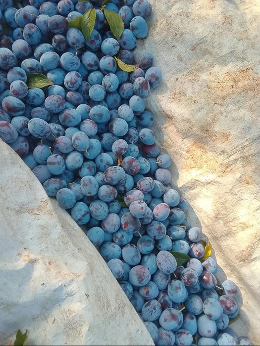 Prune AnnaSpath pentru tuica