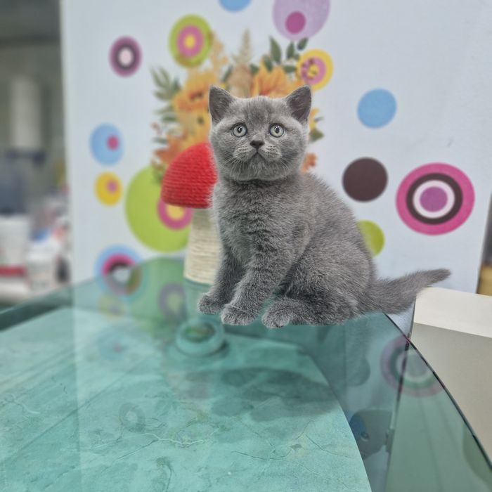 Чистокръвни Британски късокосмести котенца