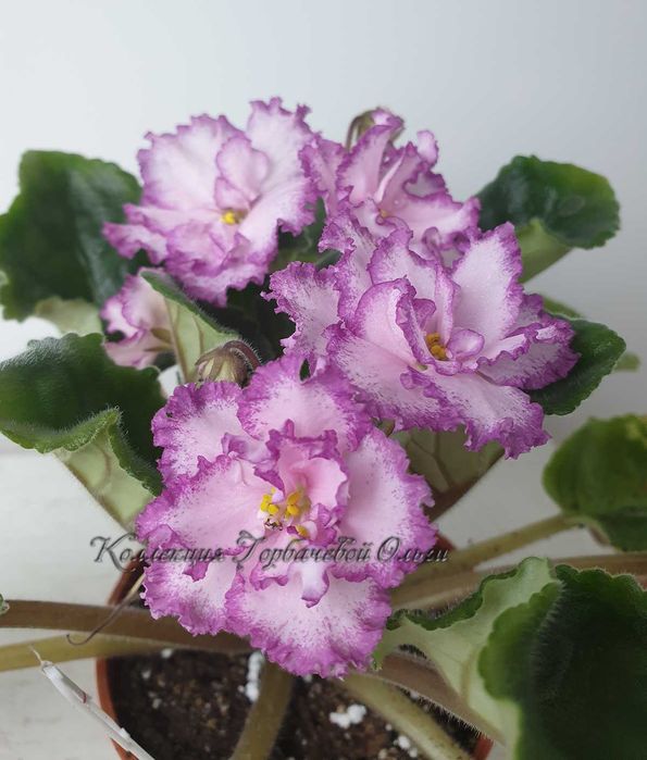 Фиалка лучший подарок