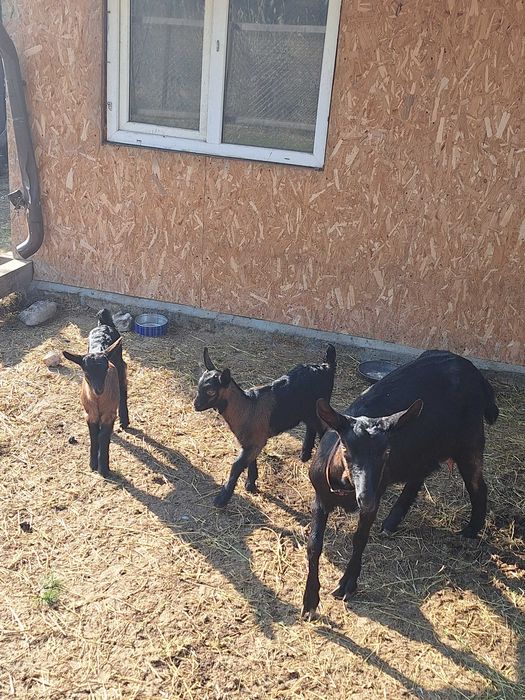 Vanzare iedita alpina franceza