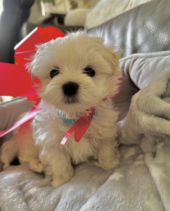 Mascul bichon superb