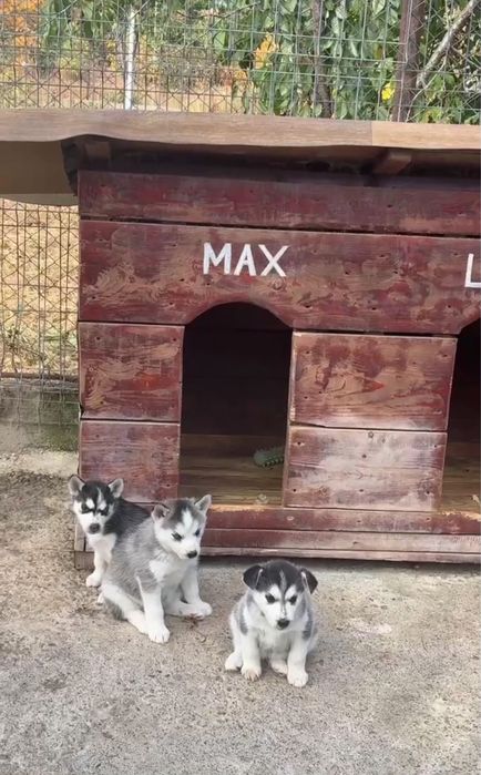 Caine husky siberian - femela 6 saptamani - vaccinati si deparazitati
