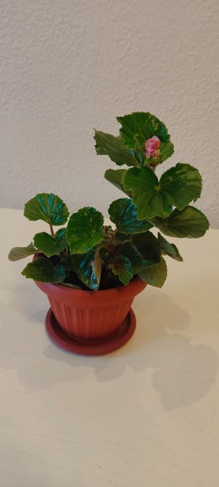 Продам бегонию вечноцветущую