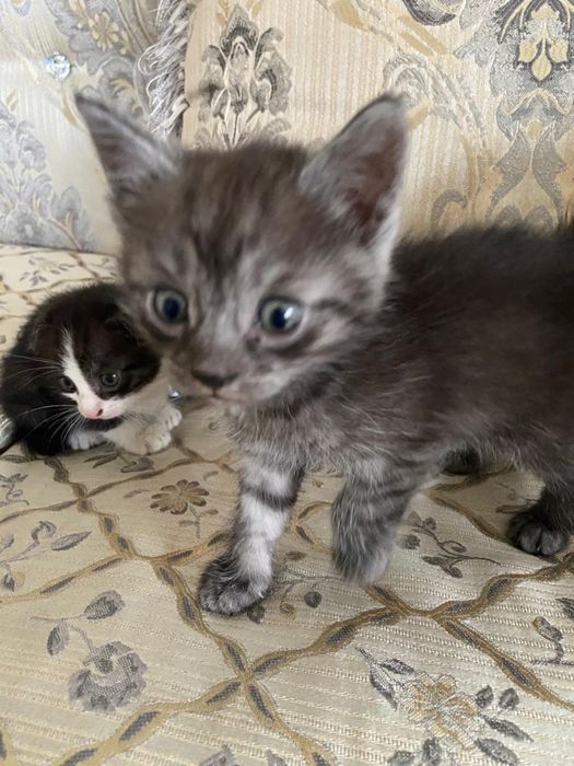 Отдам котят в хорошие руки