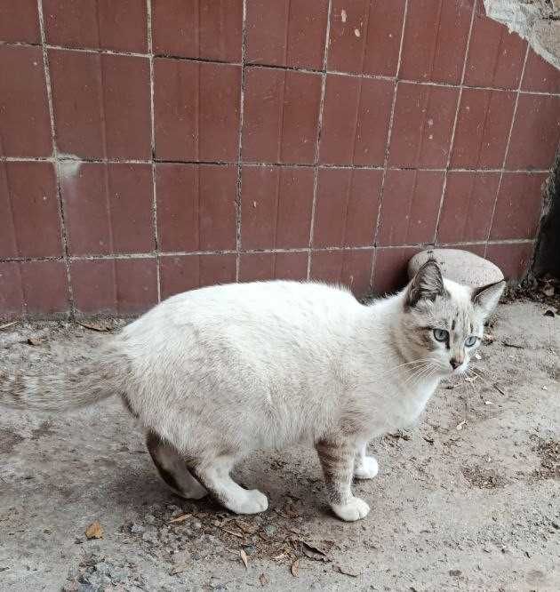 Кот, мальчик, 1.5 года