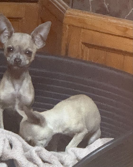 Очарователно женско Чихуахуа търси дом